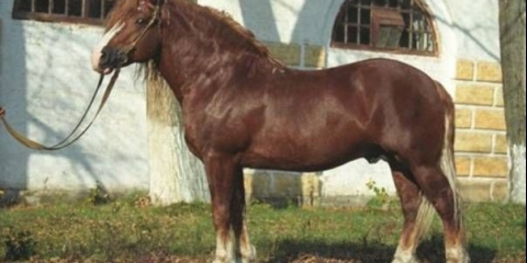 Ruski konj za teški kamion